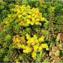 Очиток (смесь видов и сортов)