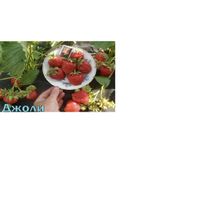 Клубника сорта "Джоли"