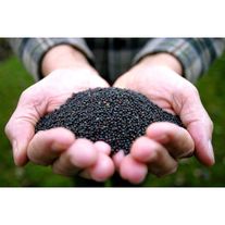 Семена рапса "Ермак"