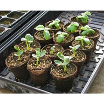 Рассада арбуза