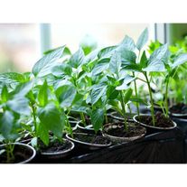 Рассада болгарского перца