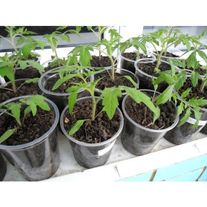 Рассада томатов Р11