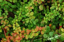 Барбарис (зеленый, красный)