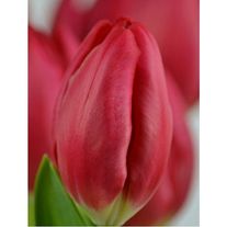 Цветы "Рэд марк"