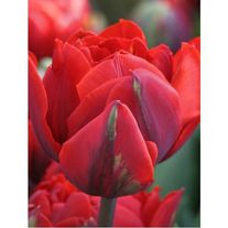 Цветы "Ред принцесс"