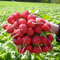 Редис "РОЗЕТТА"