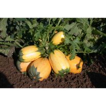 Семена Кабачок Русские спагетти