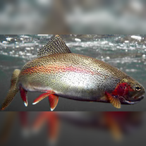 Форель радужная