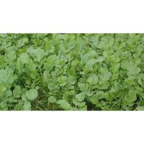 Горчица белая "Луговская"