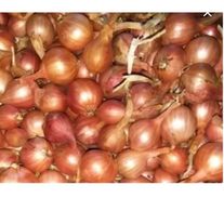 Лук-севок (Озимый)