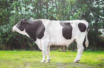 Семя быка Лестер 801