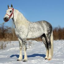 Лошади орловской рысистой породы (Орловский рысак)