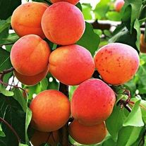 Абрикос "Чемпион севера"