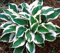 Хоста Форчуна Patriot С1 (1 литр)