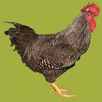 Инкубационное яйцо "Плимутрок полосатый"