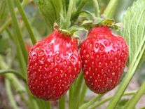 Земляника стафф