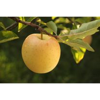 Яблоки Голден