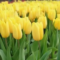 Тюльпан желтый "Strong Gold"