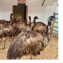 Австралийский страус Эму