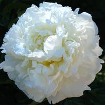 Пион молочноцветковый Marie Lemoine С1 (1 литр)