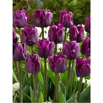 Тюльпан "Сайгон"