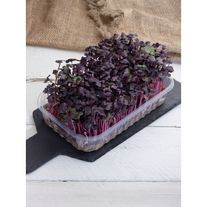 Микрозелень редиса "Санго"