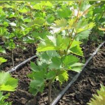 Саженцы винограда "Сапирави"