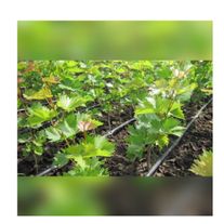 Саженцы винограда "Ркацители"