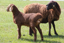 Овцы Гиссарской породы