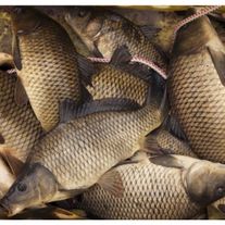 Рыба (Сазан)