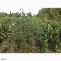 Яблоня подвой 54-118 1 летка (I сорт) Лигол