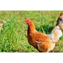 Куры несушки