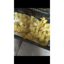 Суточный утёнок, белый гибрид