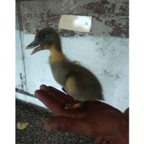 Утёнок "Голубой фаворит"