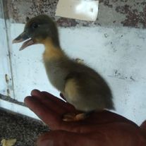 Утёнок "Голубой фаворит" 1 месяц