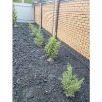 Можжевельник "Колоновидный"