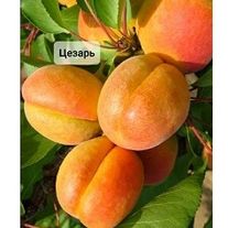 Саженцы абрикоса "Цезарь"
