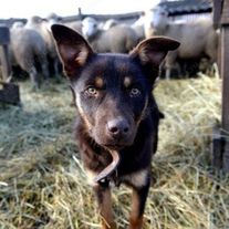 Пастушьи щенки породы австралийская келпи