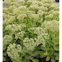 Седум видный