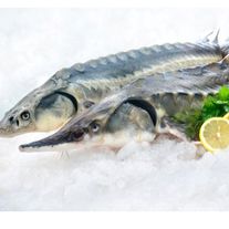 Рыба севрюга охлажденная