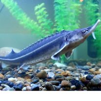 Рыба Севрюга живая