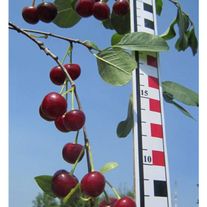 Вишня степная "Шадринская"