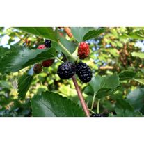 Шелковица белая (чёрные плоды)