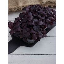 Микрозелень шисо (перилла) красная