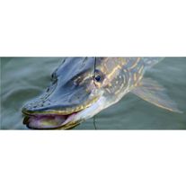 Щука свежая