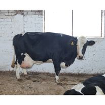 КРС (коровы)