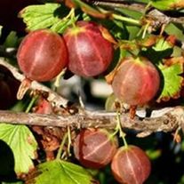 Крыжовник, Смена (ЗКС 1лет) V2.5л