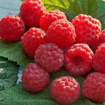 Малина, Солнышко (ЗКС) V3л