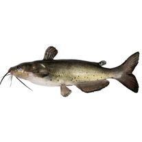 Сом клариевый живой