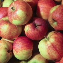 Яблоня, Свежесть (ЗКС2лет) V15л